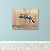 20x16 Mallard Duck in vlucht Canvas Afdruk (Insitu (Houten vloer))