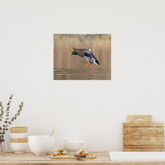 20x16 Mallard Duck in vlucht Poster (Keuken)