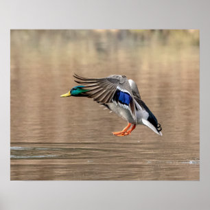 20x16 Mallard Duck in vlucht Poster