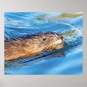 20x16 Muskrat op Vassar Boerderijen Ecological Pre Poster (Voorkant)