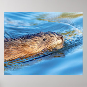 20x16 Muskrat op Vassar Boerderijen Ecological Pre Poster