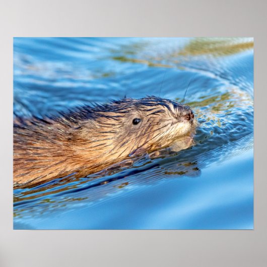 20x16 Muskrat op Vassar Boerderijen Ecological Pre Poster (Voorkant)