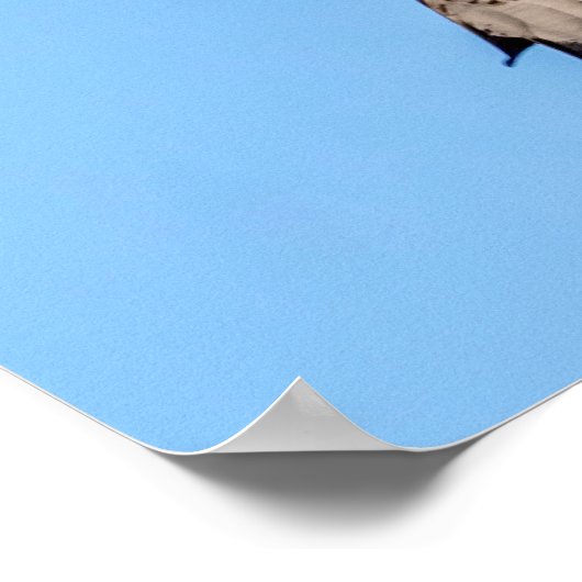 20x16 noordelijke Harrier Poster (Hoek)