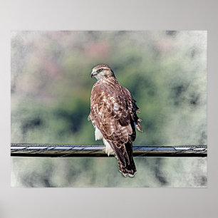 20x16 onvolgroeide Red Tailed Hawk Poster