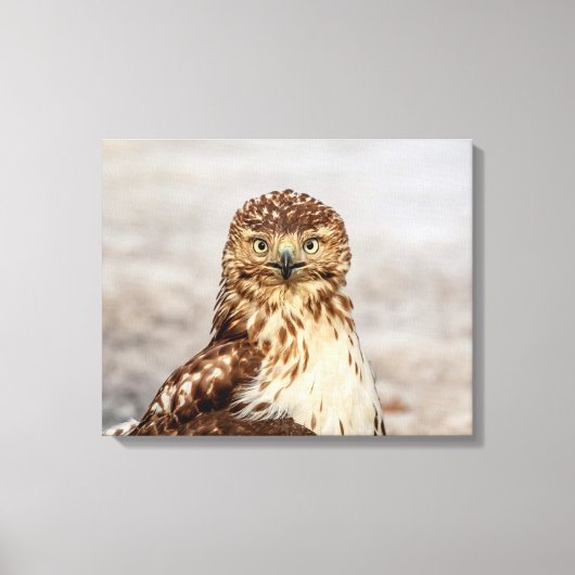 20x16 onvolgroeide Rode Hawk op de grond Canvas Afdruk (Voorkant)
