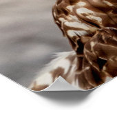 20x16 onvolgroeide Rode Hawk op de grond Poster (Hoek)