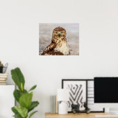 20x16 onvolgroeide Rode Hawk op de grond Poster (Thuiskantoor)