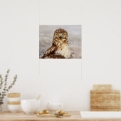 20x16 onvolgroeide Rode Hawk op de grond Poster (Keuken)