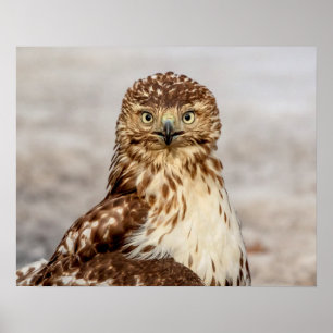 20x16 onvolgroeide Rode Hawk op de grond Poster