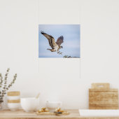 20x16 Osprey landing in het nest Poster (Keuken)