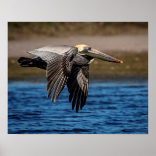 20x16 Pelican tijdens de vlucht Poster