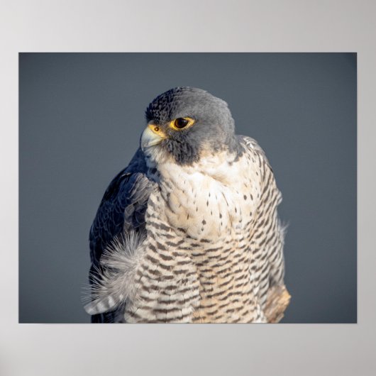20x16 Peregrine Falcon langs de Hudson rivier Poster (Voorkant)