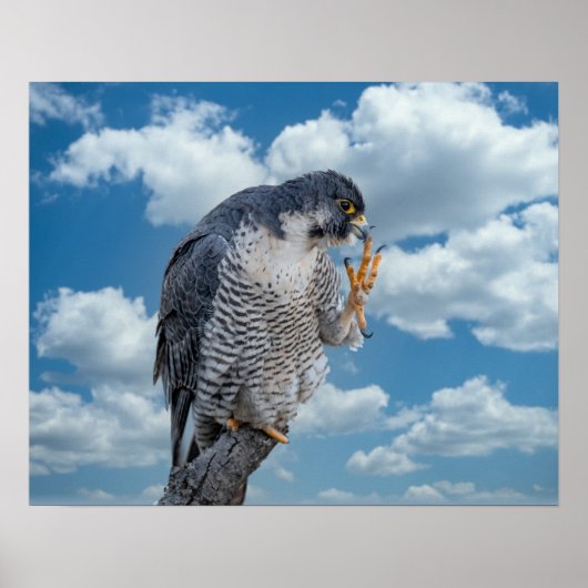 20x16 Peregrine Falcon langs de Hudson rivier Poster (Voorkant)