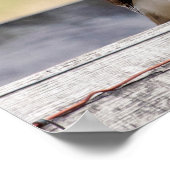 20x16 Portrait of an Immature Red Tailed Hawk Poster (Hoek)