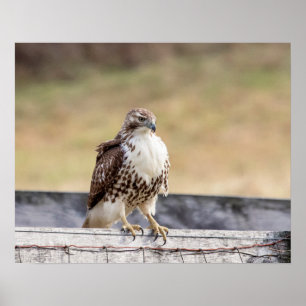 20x16 Portrait of an Immature Red Tailed Hawk Poster