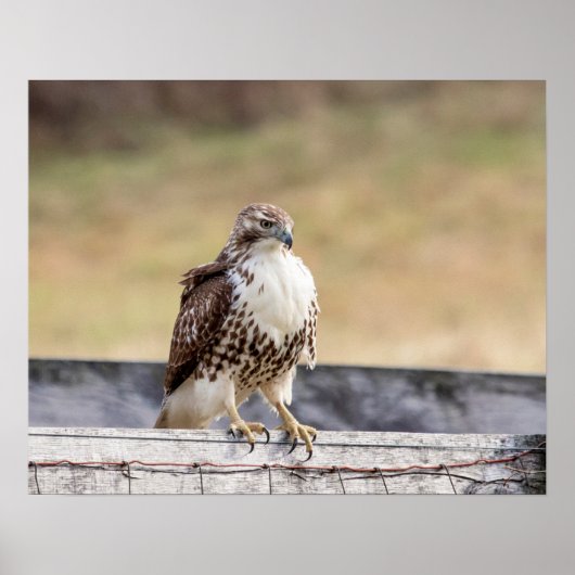 20x16 Portrait of an Immature Red Tailed Hawk Poster (Voorkant)