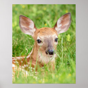 20x16 Portret van een Fawn (met witte staart) Poster