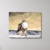 20x16 Portret van een onvolgroeide Red Tailed Hawk Canvas Afdruk (Voorkant)