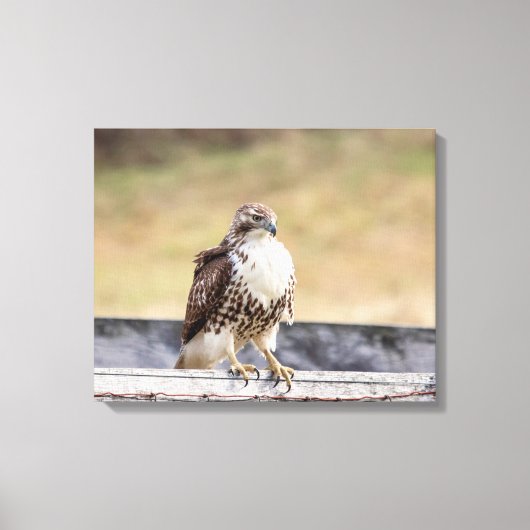 20x16 Portret van een onvolgroeide Red Tailed Hawk Canvas Afdruk (Voorkant)