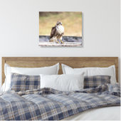 20x16 Portret van een onvolgroeide Red Tailed Hawk Canvas Afdruk (Insitu (Slaapkamer))
