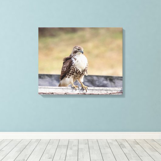20x16 Portret van een onvolgroeide Red Tailed Hawk Canvas Afdruk (Insitu (Houten vloer))