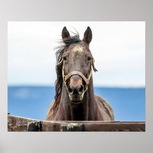 20x16 Portret van een paard Poster (Voorkant)