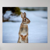 20x16 Rabbit in the snow Poster (Voorkant)