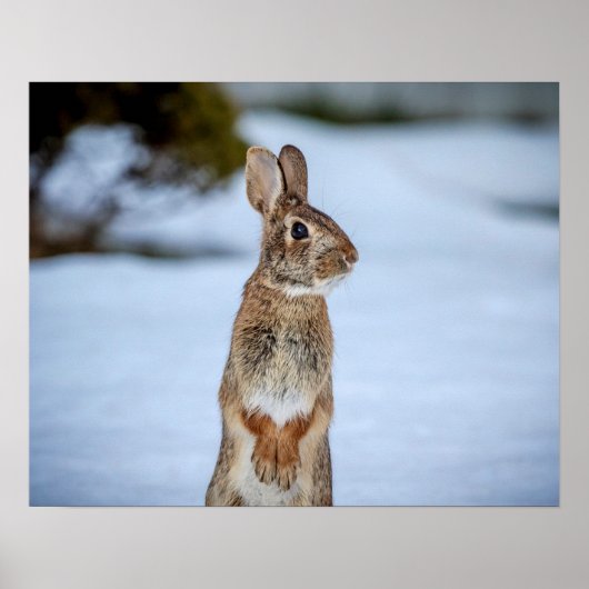 20x16 Rabbit in the snow Poster (Voorkant)