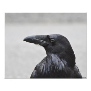 20X16 Raven de Magnificent! Foto Afdruk