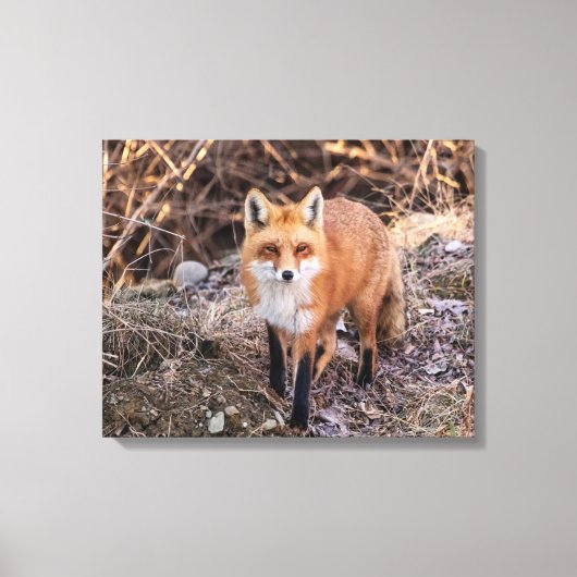 20x16 Red Fox in de buurt en persoonlijk Canvas Afdruk (Voorkant)