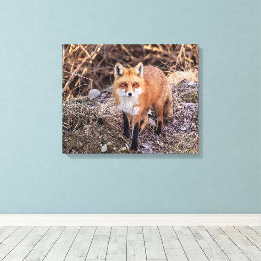 20x16 Red Fox in de buurt en persoonlijk Canvas Afdruk (Insitu (Houten vloer))