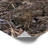 20x16 Red Fox in de buurt en persoonlijk Poster (Hoek)