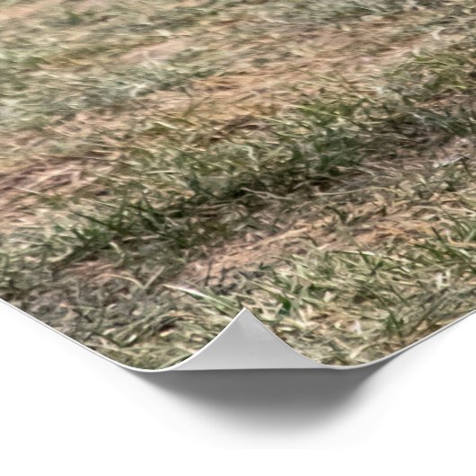 20x16 Red Fox in een veld Poster (Hoek)