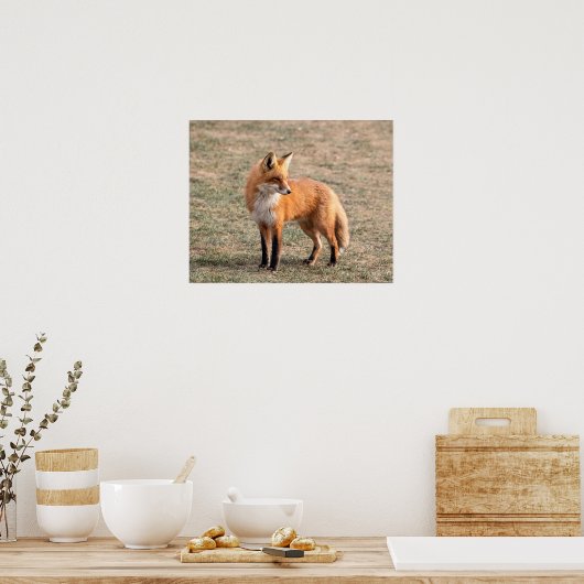 20x16 Red Fox in een veld Poster (Keuken)