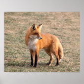 20x16 Red Fox in een veld Poster (Voorkant)