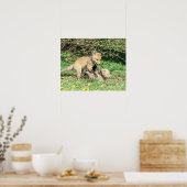 20x16 Red Fox Kits die spelen Poster (Keuken)