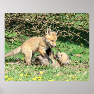 20x16 Red Fox Kits die spelen Poster