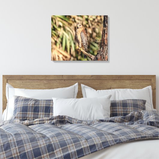 20x16 Red schuurde Hawk in een boom Canvas Afdruk (Insitu (Slaapkamer))