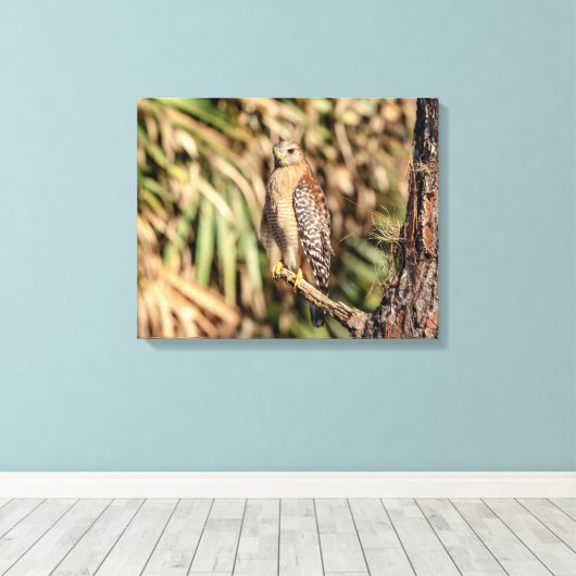 20x16 Red schuurde Hawk in een boom Canvas Afdruk (Insitu (Houten vloer))
