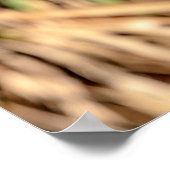 20x16 Red schuurde Hawk in een boom Poster (Hoek)