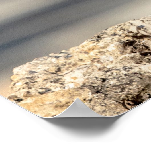 20x16 Red schuurde Hawk op een rots Poster (Hoek)