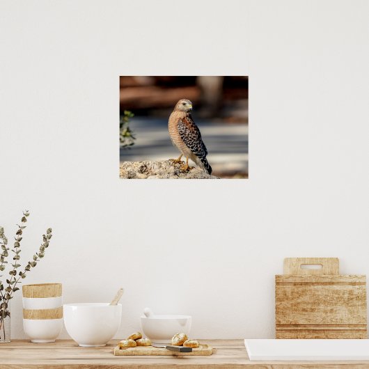 20x16 Red schuurde Hawk op een rots Poster (Keuken)