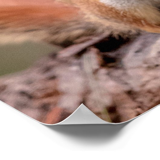 20x16 Rood eekhoorn Poster (Hoek)