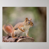 20x16 Rood eekhoorn Poster (Voorkant)