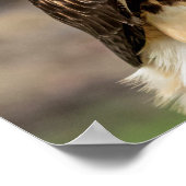 20x16 Roodstaarthaai in de Hudson-vallei Poster (Hoek)