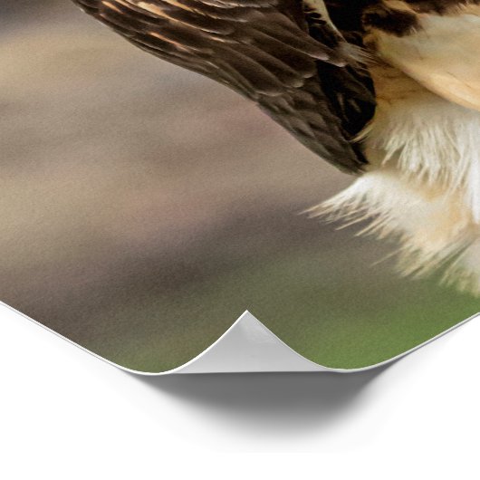 20x16 Roodstaarthaai in de Hudson-vallei Poster (Hoek)