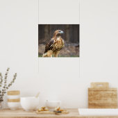 20x16 Roodstaarthaai in de Hudson-vallei Poster (Keuken)