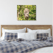 20x16 Sleepy Barred Owl Canvas Afdruk (Insitu (Slaapkamer))