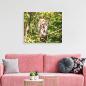 20x16 Sleepy Barred Owl Canvas Afdruk (Insitu (Woonkamer))