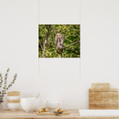 20x16 Sleepy Barred Owl Poster (Keuken)